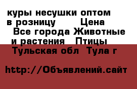 куры несушки.оптом 170 в розницу 200 › Цена ­ 200 - Все города Животные и растения » Птицы   . Тульская обл.,Тула г.